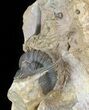 Very Rare Tropidocoryphe Trilobite - Proetid With Axial Spines #56256-3